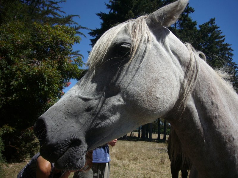 Hoss